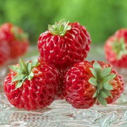 fragaria vesca framberry